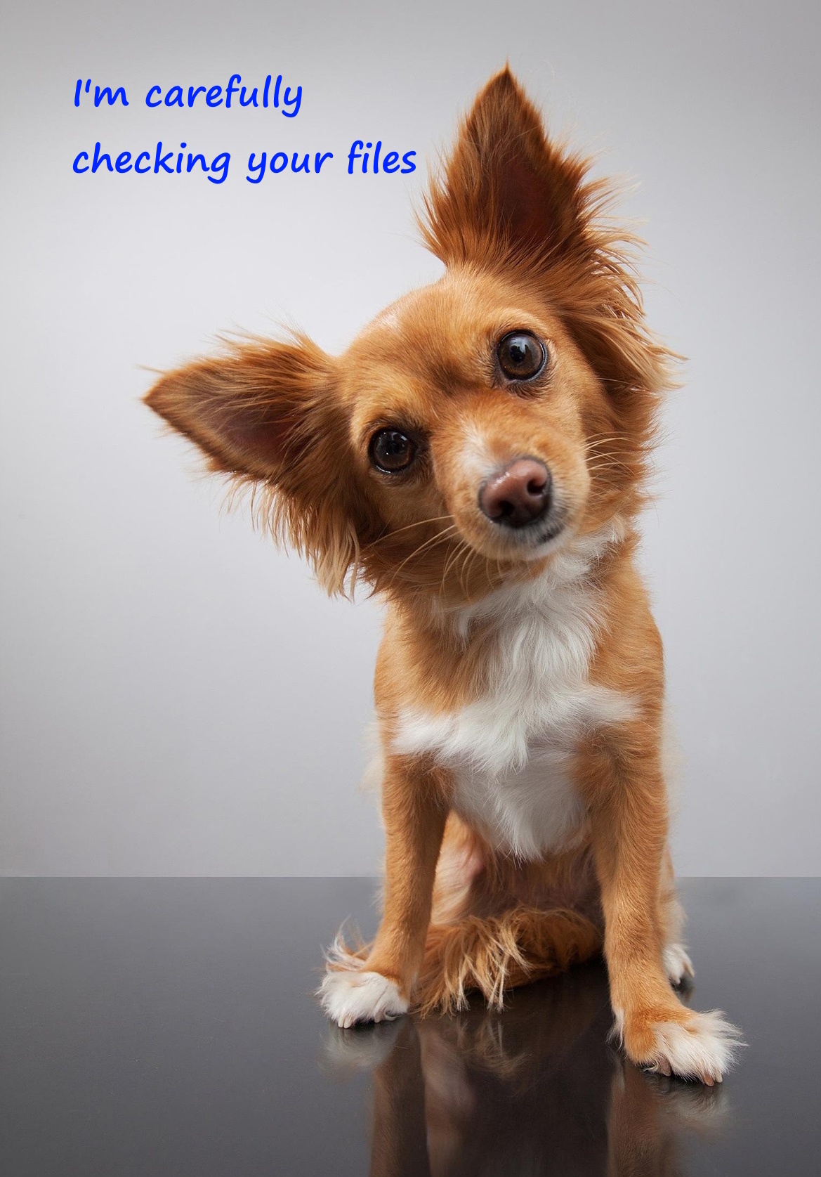 Dog listening to your files